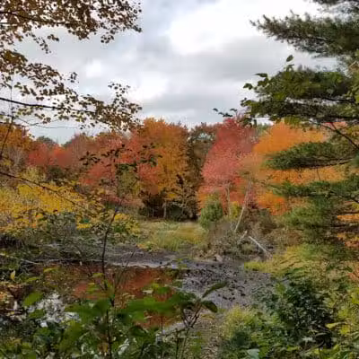 Tinkerville Brook Preserve - Ashford, CT