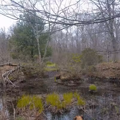 Tinkerville Brook Preserve - Ashford, CT