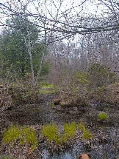 Tinkerville Brook Preserve - Ashford, CT