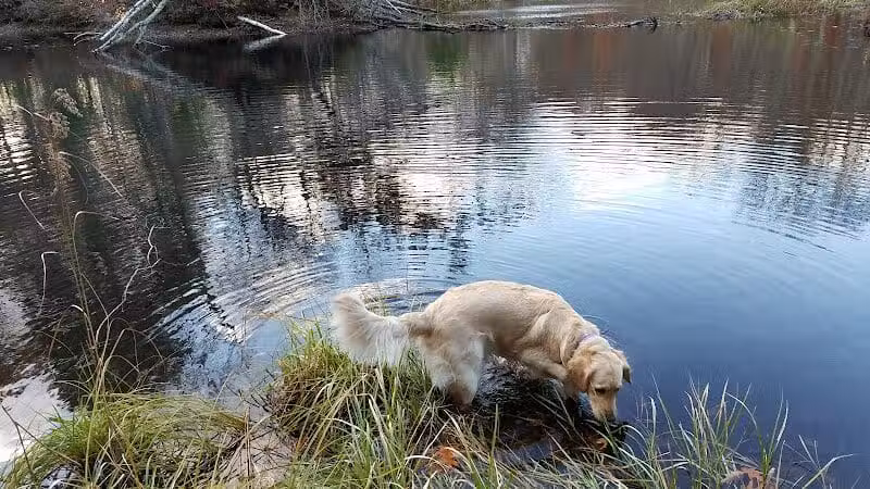 Tinkerville Brook Preserve - Ashford, CT