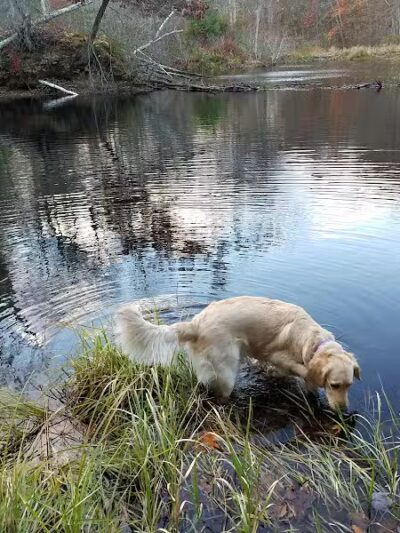 Tinkerville Brook Preserve - Ashford, CT