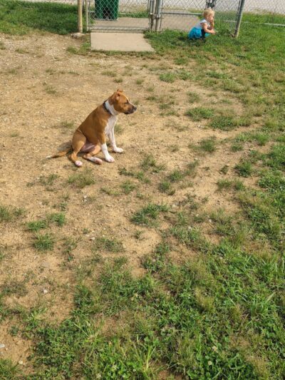 Ashland/Boyd CO Dog Park - Ashland, KY
