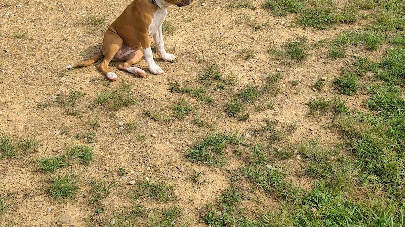 Ashland/Boyd CO Dog Park - Ashland, KY