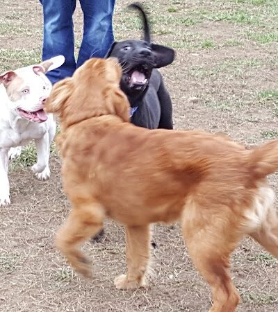 Ashland/Boyd CO Dog Park - Ashland, KY