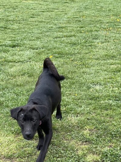 Ashland/Boyd CO Dog Park - Ashland, KY