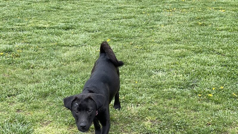 Ashland/Boyd CO Dog Park - Ashland, KY