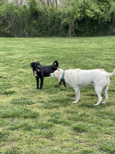 Ashland/Boyd CO Dog Park - Ashland, KY