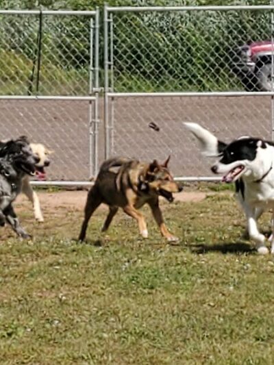 Ashland Dog Park - Ashland, WI