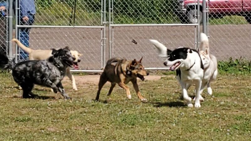 Ashland Dog Park - Ashland, WI