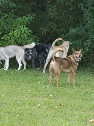 Ashland Dog Park - Ashland, WI