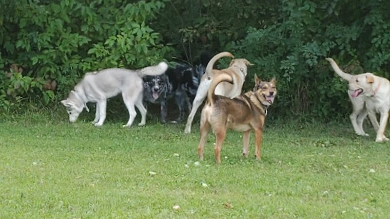 Ashland Dog Park - Ashland, WI