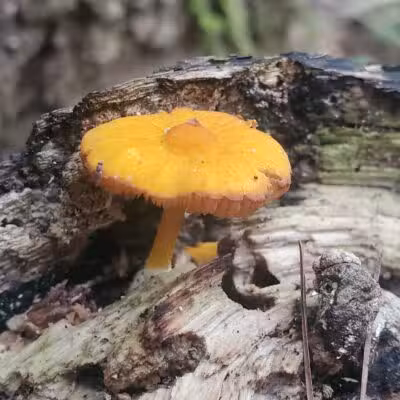 Dobbins Woods Preserve - Ashville, NY