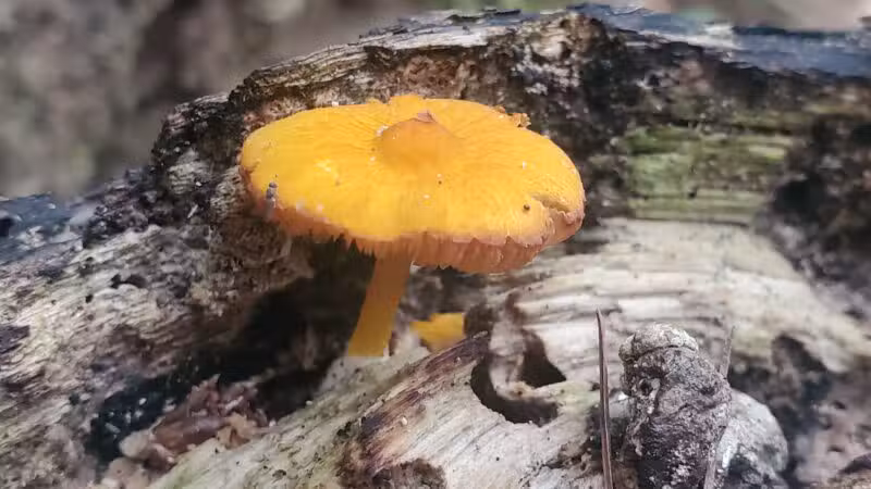 Dobbins Woods Preserve - Ashville, NY