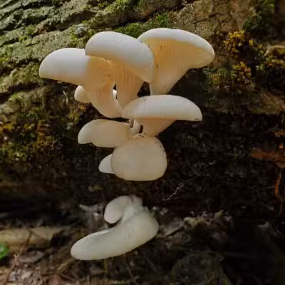 Dobbins Woods Preserve - Ashville, NY