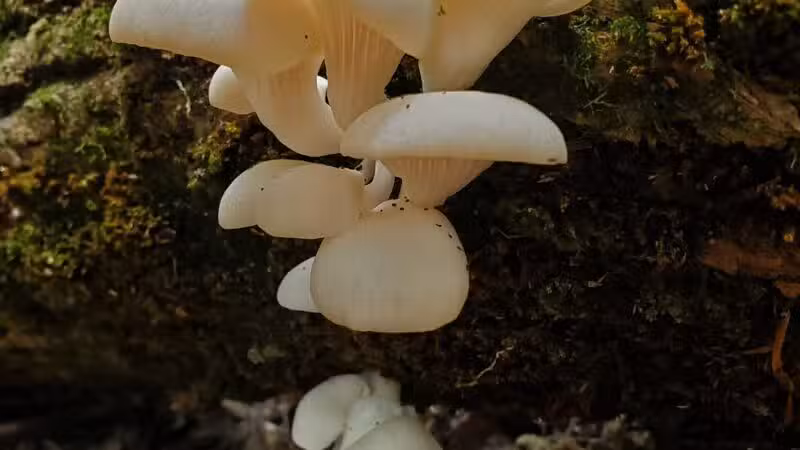 Dobbins Woods Preserve - Ashville, NY
