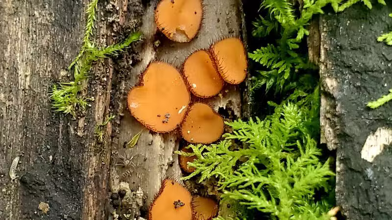 Dobbins Woods Preserve - Ashville, NY
