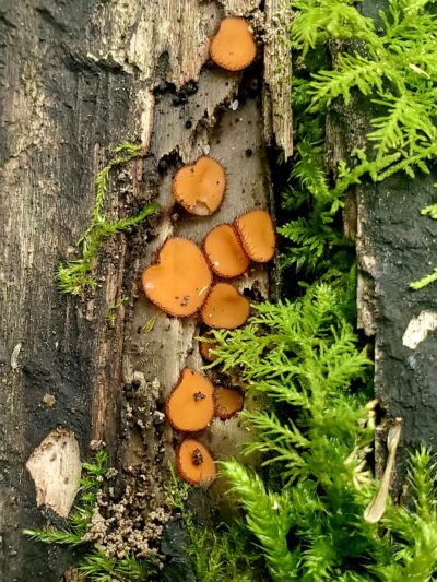 Dobbins Woods Preserve - Ashville, NY