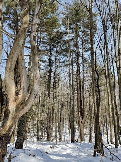 Dobbins Woods Preserve - Ashville, NY