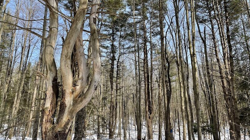 Dobbins Woods Preserve - Ashville, NY