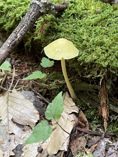 Dobbins Woods Preserve - Ashville, NY