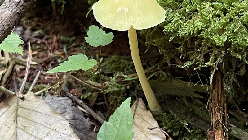 Dobbins Woods Preserve - Ashville, NY