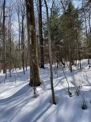Dobbins Woods Preserve - Ashville, NY