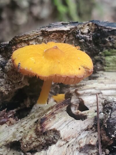 Dobbins Woods Preserve - Ashville, NY