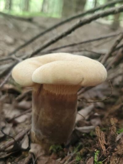 Dobbins Woods Preserve - Ashville, NY