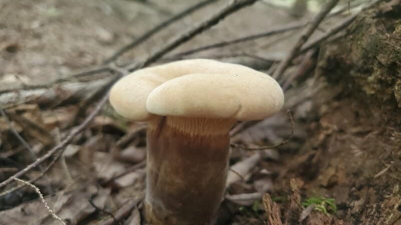 Dobbins Woods Preserve - Ashville, NY