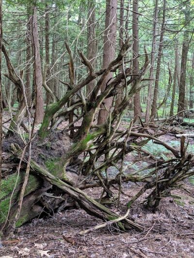 Dobbins Woods Preserve - Ashville, NY