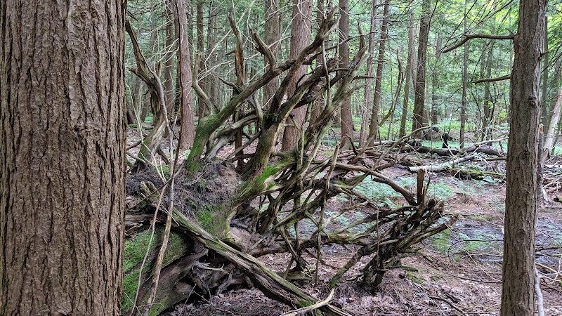Dobbins Woods Preserve - Ashville, NY