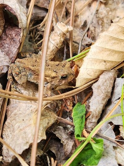 Dobbins Woods Preserve - Ashville, NY