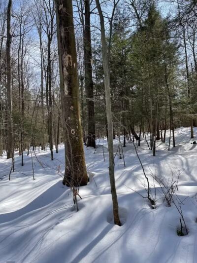 Dobbins Woods Preserve - Ashville, NY
