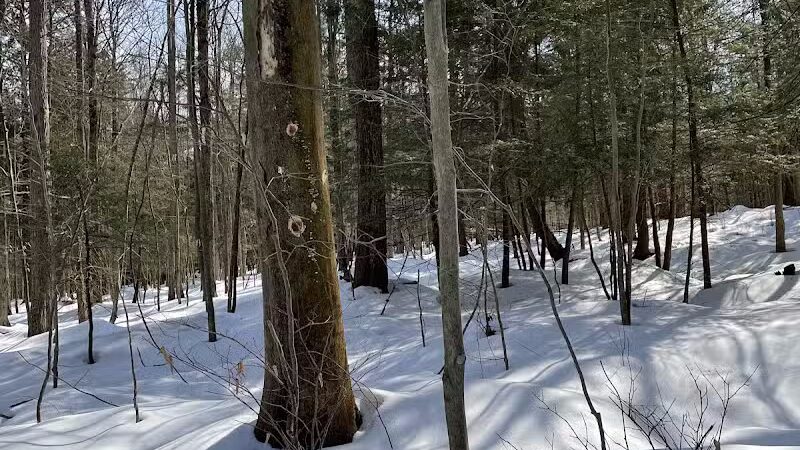 Dobbins Woods Preserve - Ashville, NY