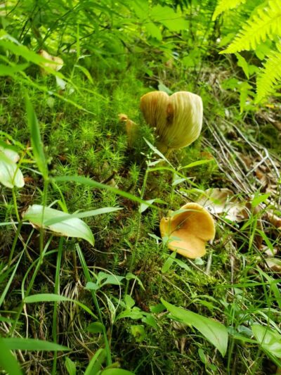 Goose Creek Valley Greenway Preserve - Ashville, NY