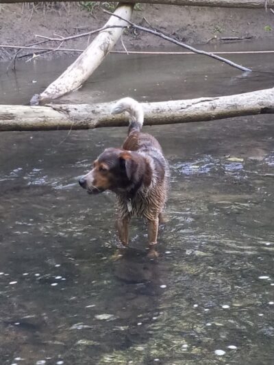 Goose Creek Valley Greenway Preserve - Ashville, NY