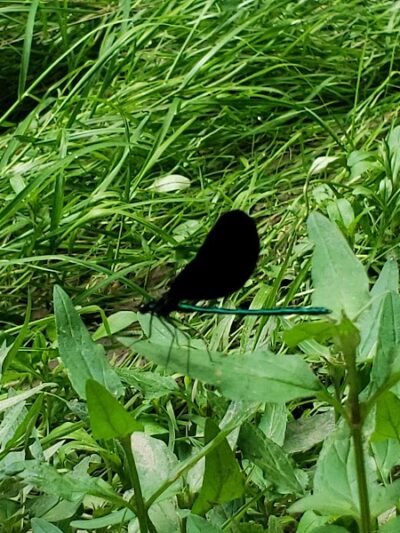 Goose Creek Valley Greenway Preserve - Ashville, NY