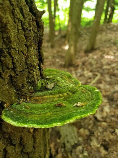 Goose Creek Valley Greenway Preserve - Ashville, NY