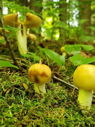 Goose Creek Valley Greenway Preserve - Ashville, NY