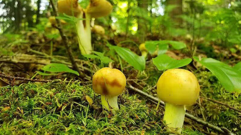 Goose Creek Valley Greenway Preserve - Ashville, NY