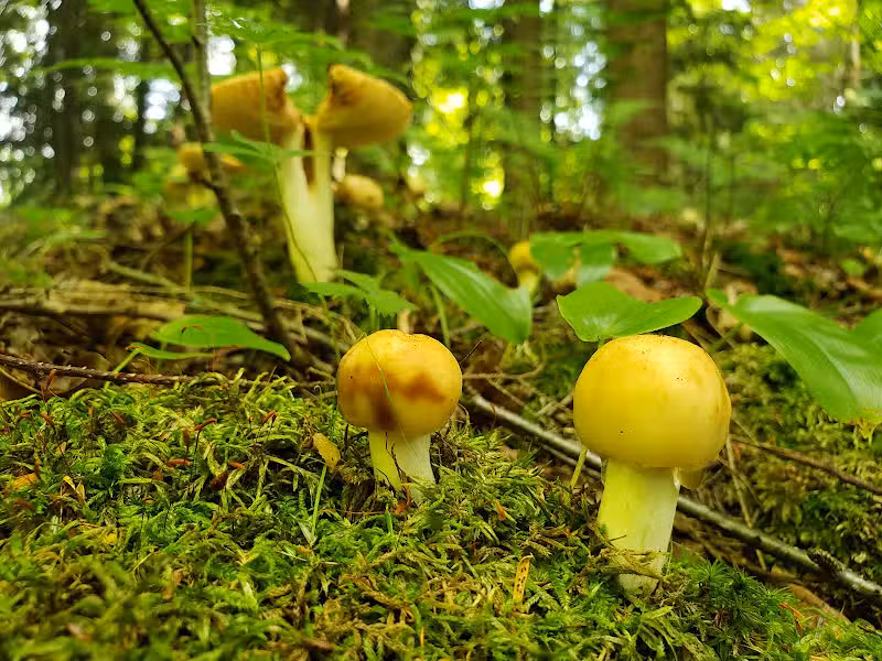 Goose Creek Valley Greenway Preserve - Ashville, NY