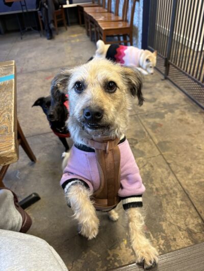 Château le Woof - Astoria, NY