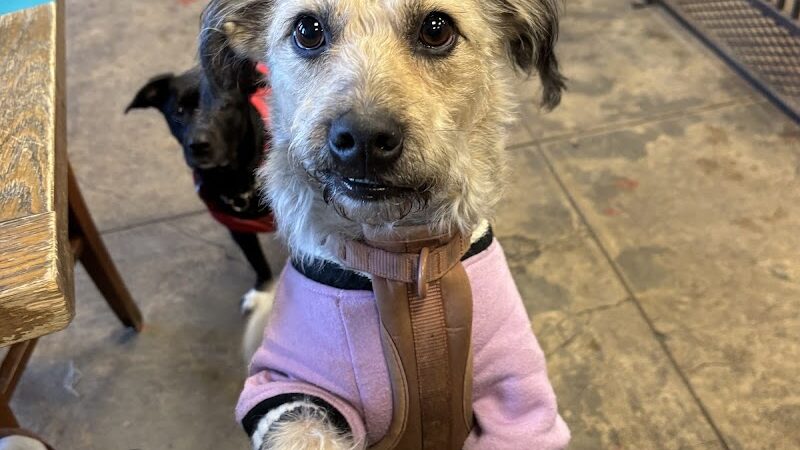 Château le Woof - Astoria, NY