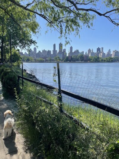 Château le Woof - Astoria, NY