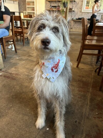 Château le Woof - Astoria, NY