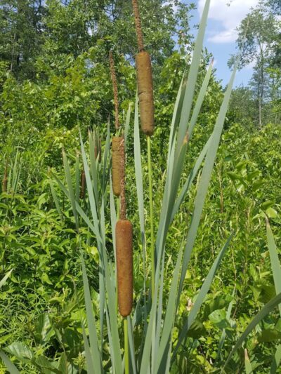 Marilyn Beard Trailhead Park - Atco, NJ