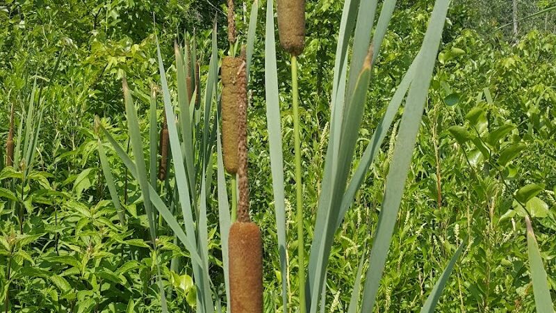 Marilyn Beard Trailhead Park - Atco, NJ