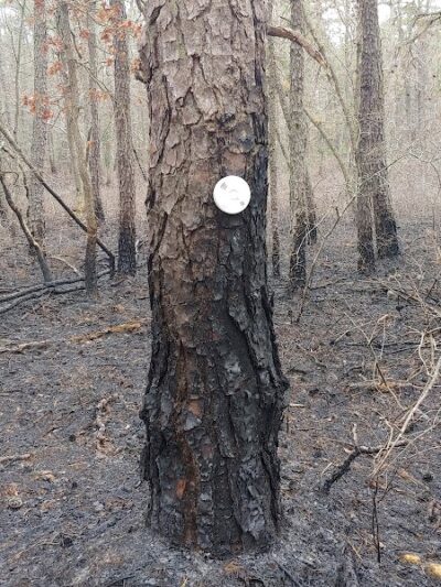 Marilyn Beard Trailhead Park - Atco, NJ