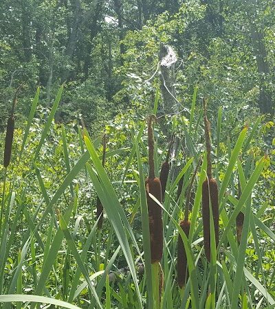 Marilyn Beard Trailhead Park - Atco, NJ
