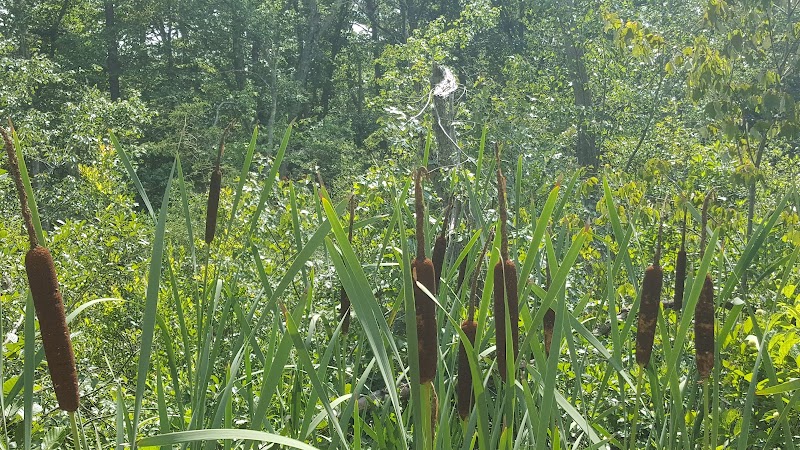 Marilyn Beard Trailhead Park - Atco, NJ
